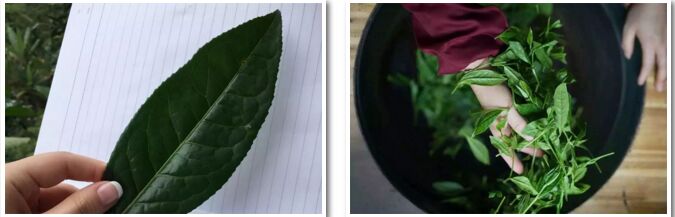 评茶师培训